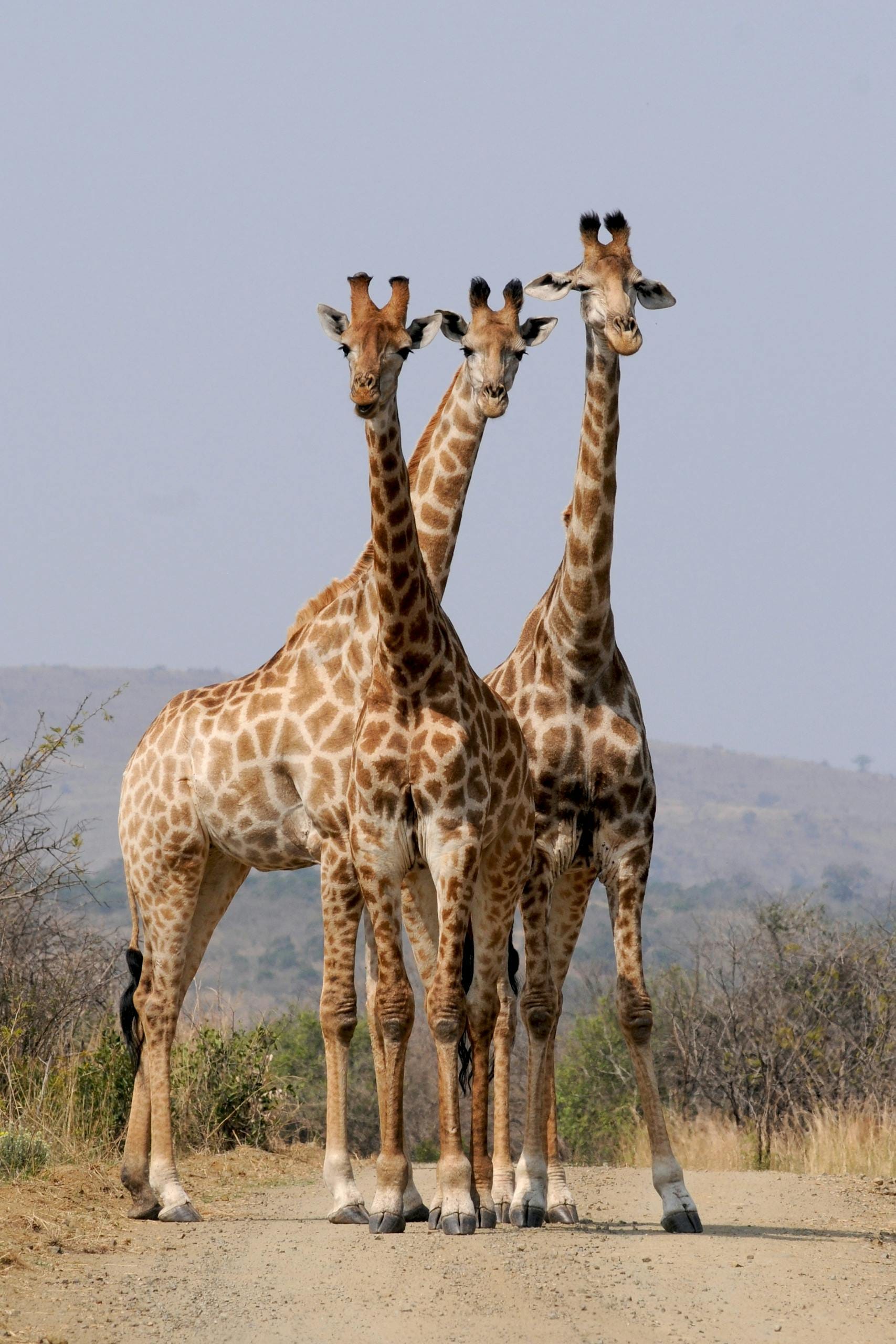 Countries 5 Three giraffes standing on a dirt road in a South African national park.